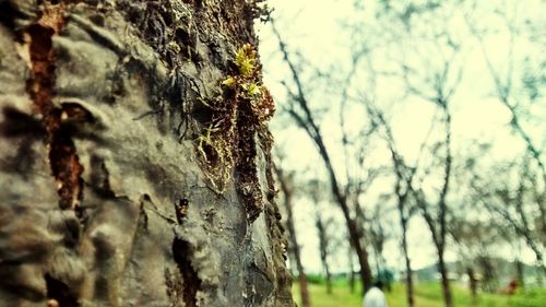 View of tree trunk