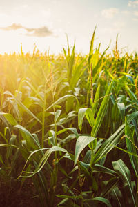 Close-up of crops growing on field against sky