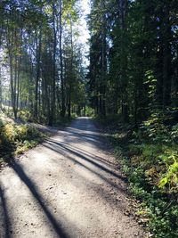 Footpath in forest