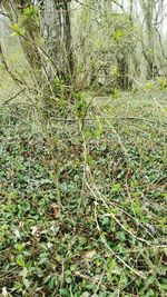 Ivy growing on tree