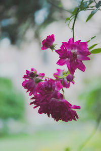 Close-up of pink flowering plant