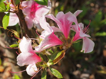 Close-up of pink flowering plant