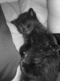 Cat sleeping on bed