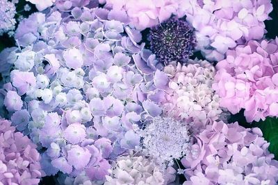 Full frame shot of pink flowers