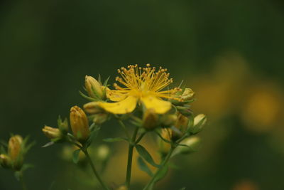 Close-up of yellow flowering plant