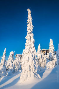 Low angle view of snow covered trees against clear blue sky