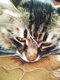 Close-up of cat