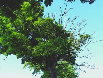 Low angle view of tree