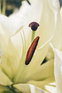 Close-up of butterfly on flower