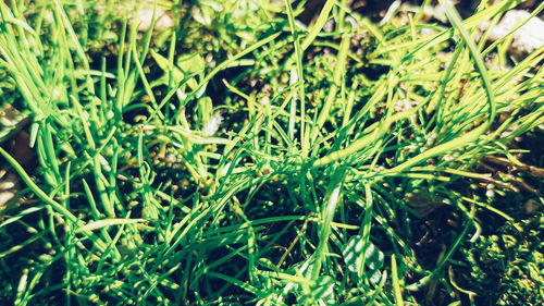 Full frame shot of fresh plants on field