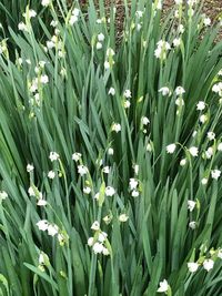 Close-up of white flowering plants on field