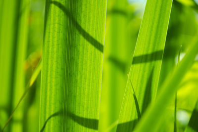 Close-up of green leaves