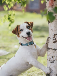 Close-up portrait of a dog