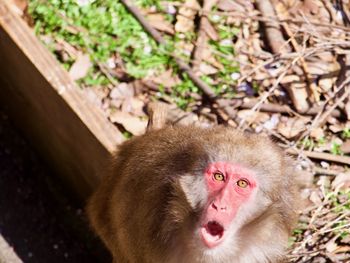 Close-up of monkey