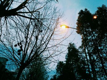 Low angle view of silhouette trees against sky