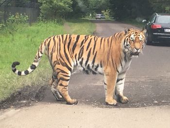 Zebra tiger against trees