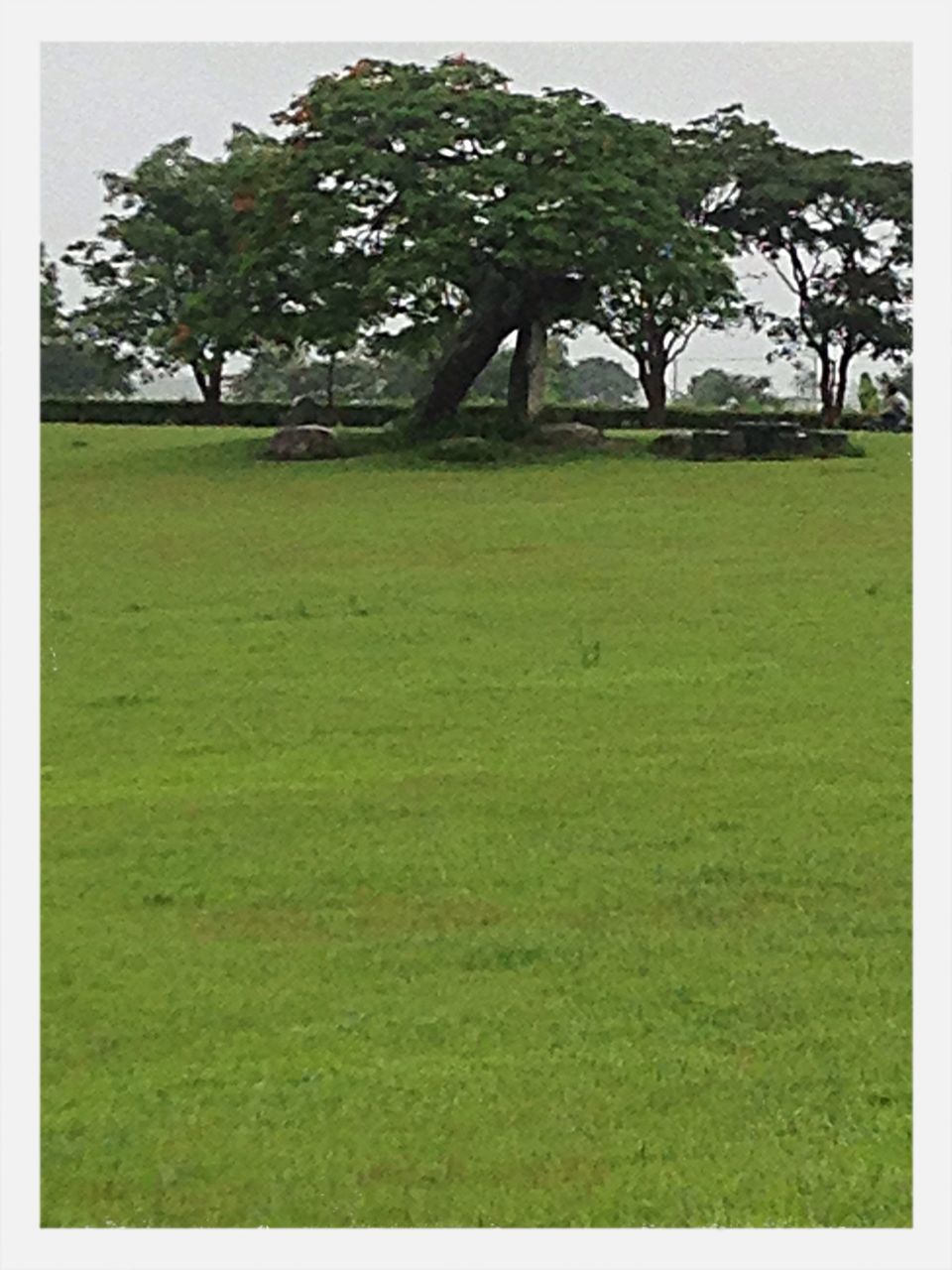 transfer print, grass, auto post production filter, tree, green color, field, growth, grassy, tranquility, landscape, nature, tranquil scene, lawn, beauty in nature, plant, day, built structure, house, park - man made space, outdoors