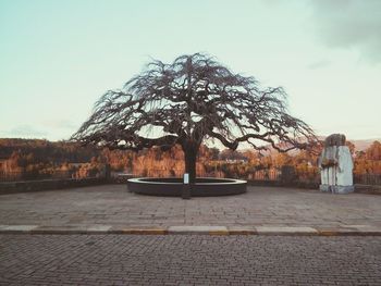 Tree by built structure against clear sky