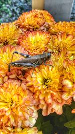 Close-up of yellow flowers blooming outdoors