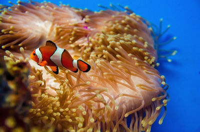 Clownfish swimming near coral in sea