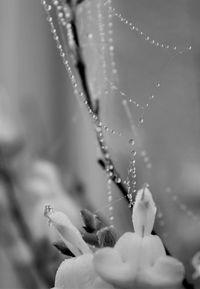 Close-up of water drops on plant