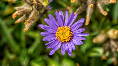 Close-up of purple flowering plant