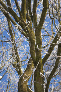 Low angle view of bare trees against sky