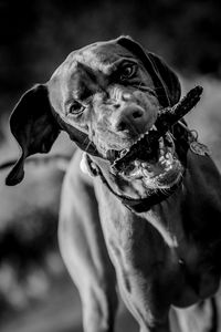Portrait of vizsla carrying wood in mouth