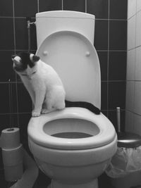 View of cat in bathroom