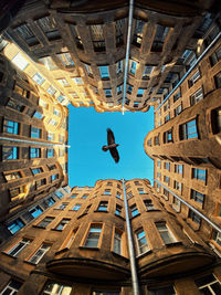 Crow flying inside urban yard against the blue sky