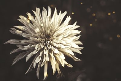 Close-up of flower against black background