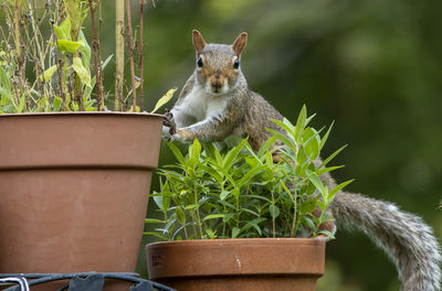 Squirrel poses behind plant pots.