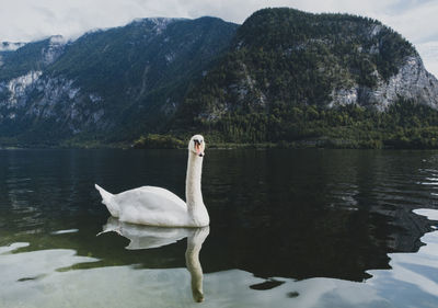 Swan swimming in lake