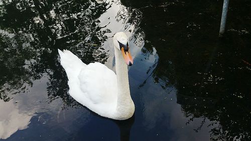 High angle view of swan floating on lake