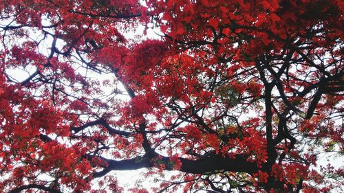 Low angle view of cherry tree against sky