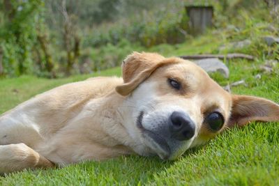 Dog resting on grassy field