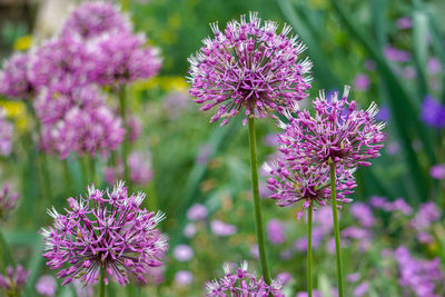 Allium flowers at a botanical garden