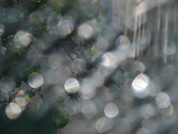 Close-up of spider web