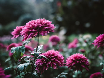 Close-up  picture of pink flowering chrysanthemums in the botanical garden of tbilisi, georgia 