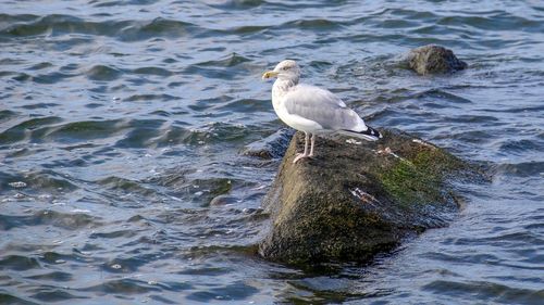 Seagull perching on rock in sea