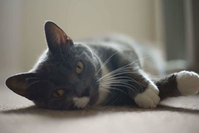 Close-up of cat lying down