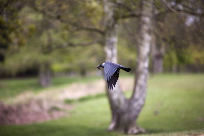 Close-up of gray heron flying against trees