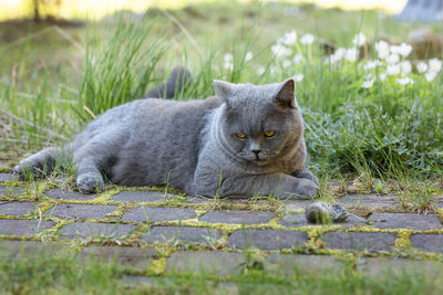 British gray cat caught mouse while hunting outdoors, close-up.