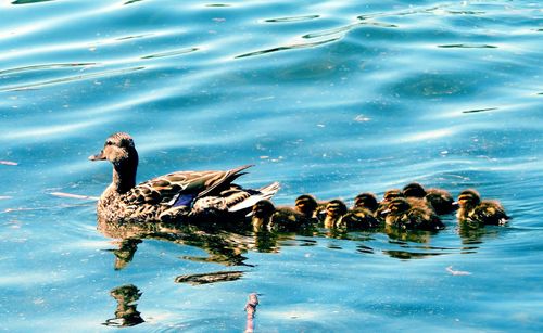 Duck swimming in lake