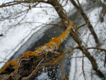 Close-up of tree trunk during winter