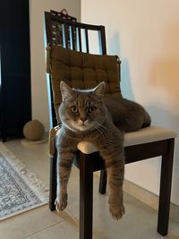 Relaxed british shorthair cat