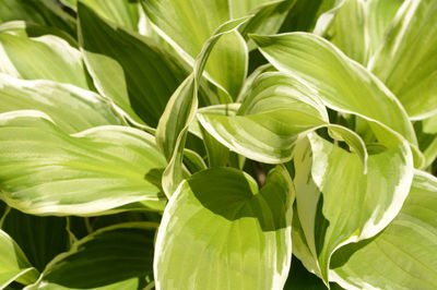 Close-up of green leaves