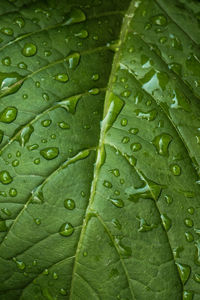 Full frame shot of wet leaves