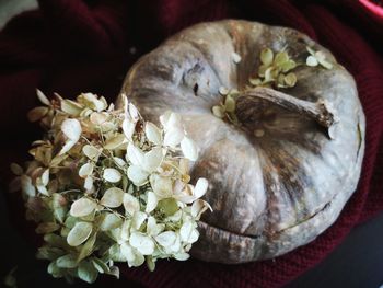 High angle view of garlic on plant