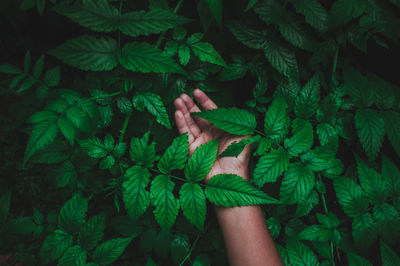 Cropped hand of person touching plant